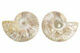 Cut & Polished, Agatized Ammonite Fossil - Madagascar #223118-1